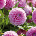 Mélange de dahlias 'Ball Mélange de dahlias'
