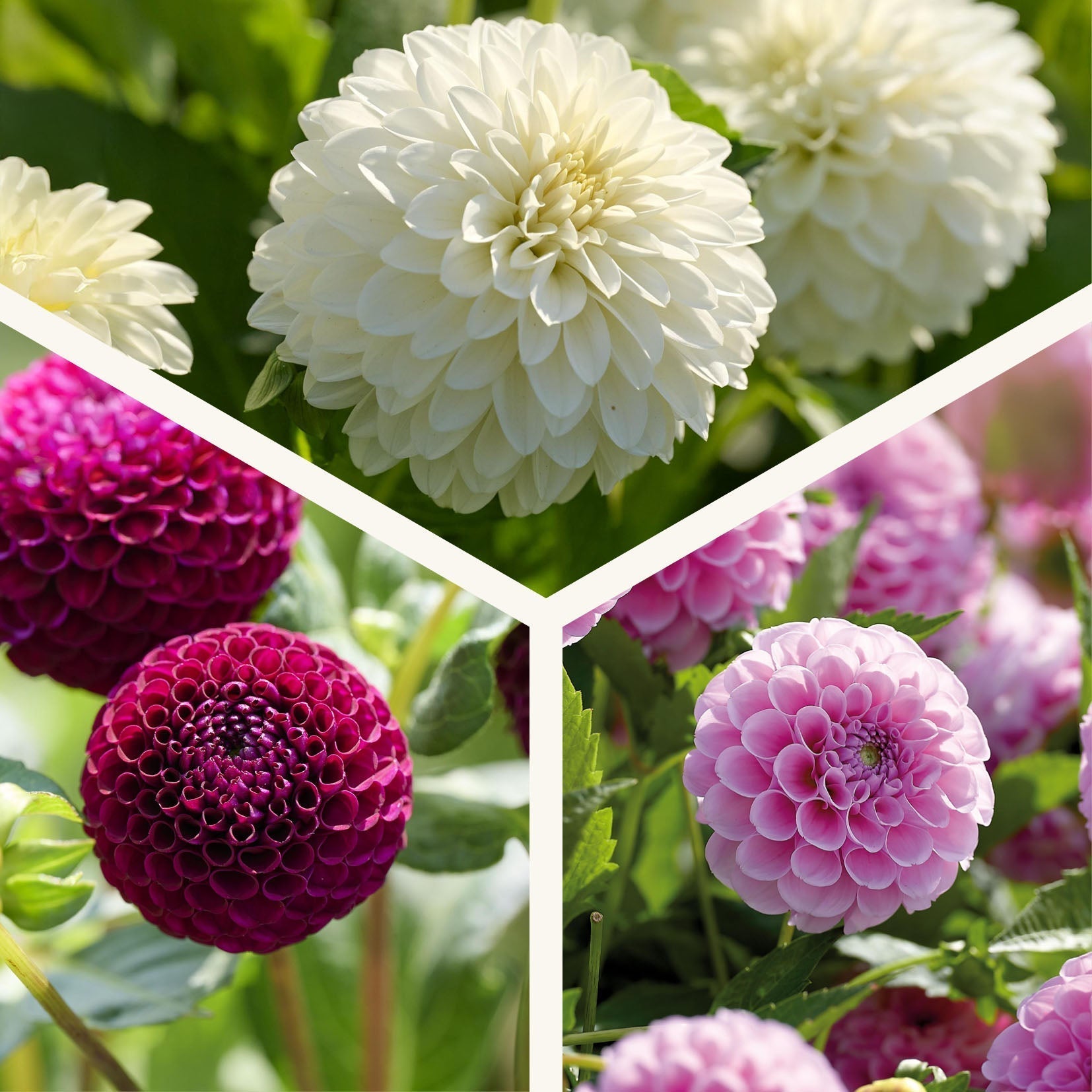Mélange de dahlias 'Ball Mélange de dahlias'