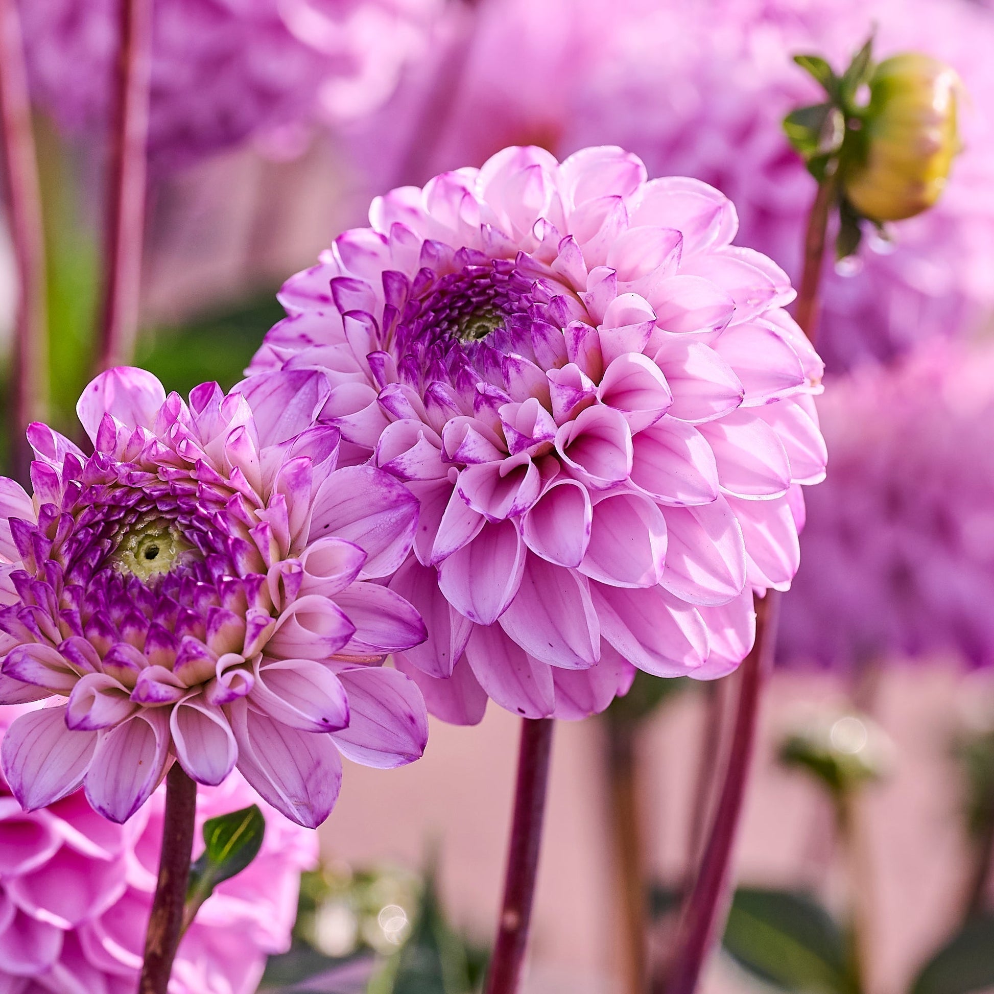 Mélange de dahlias 'Ball Mix'