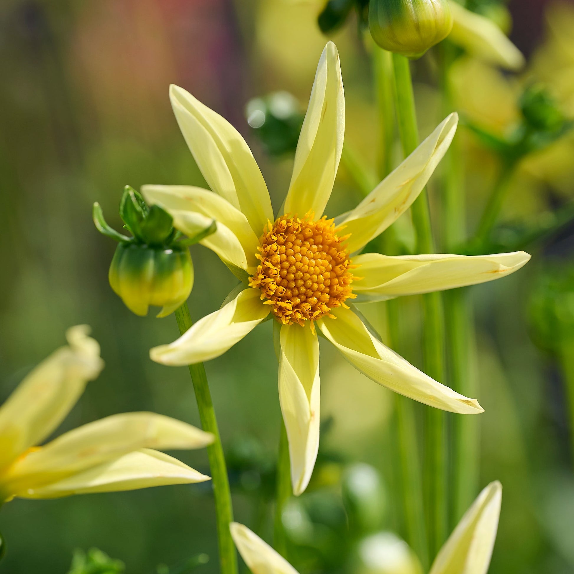 Mélange de dahlias 'Dahlia Honka mix'