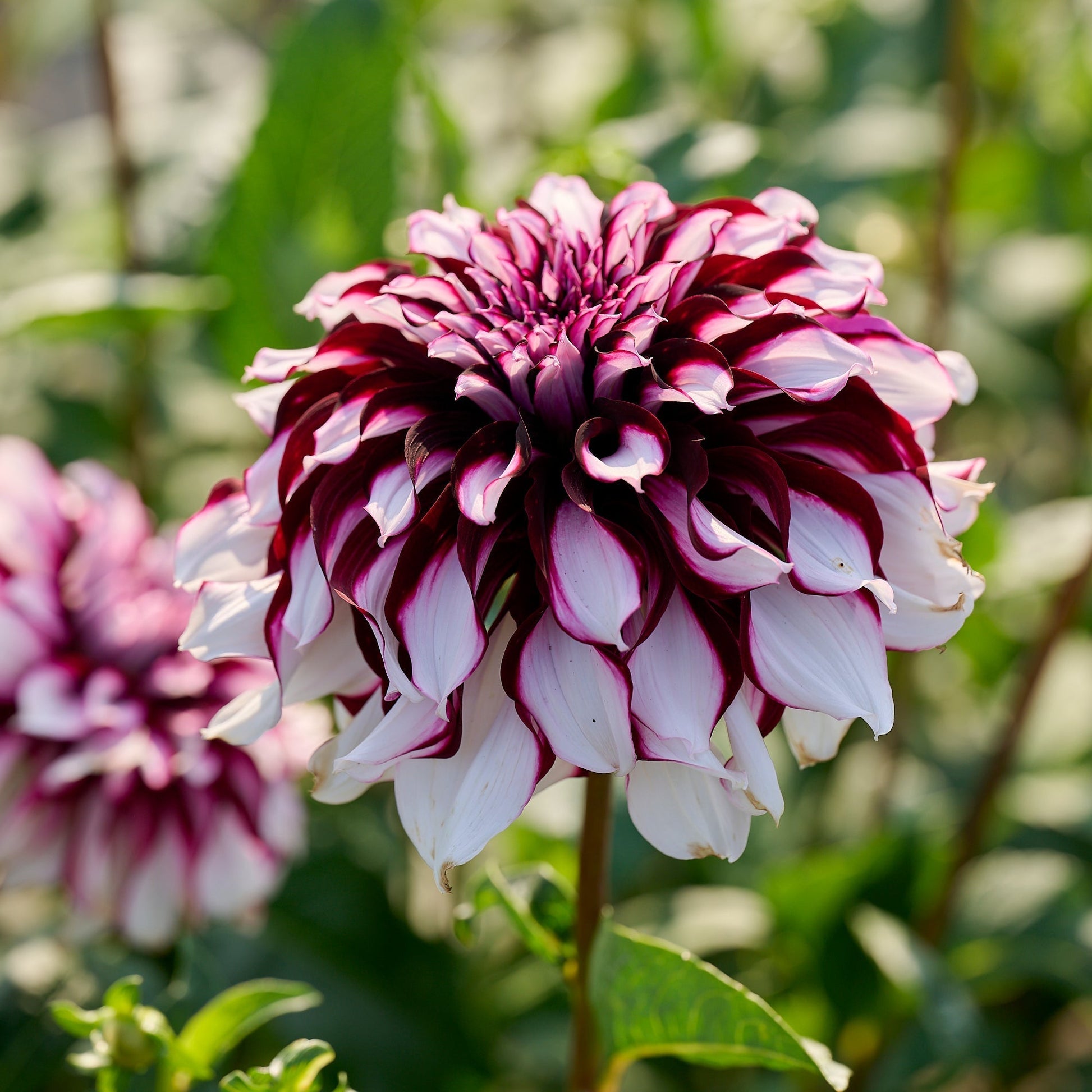 Mélange de dahlias 'Dark mix'