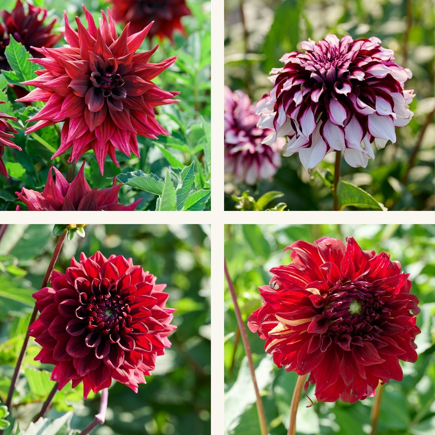 Mélange de dahlias 'Dark mix'