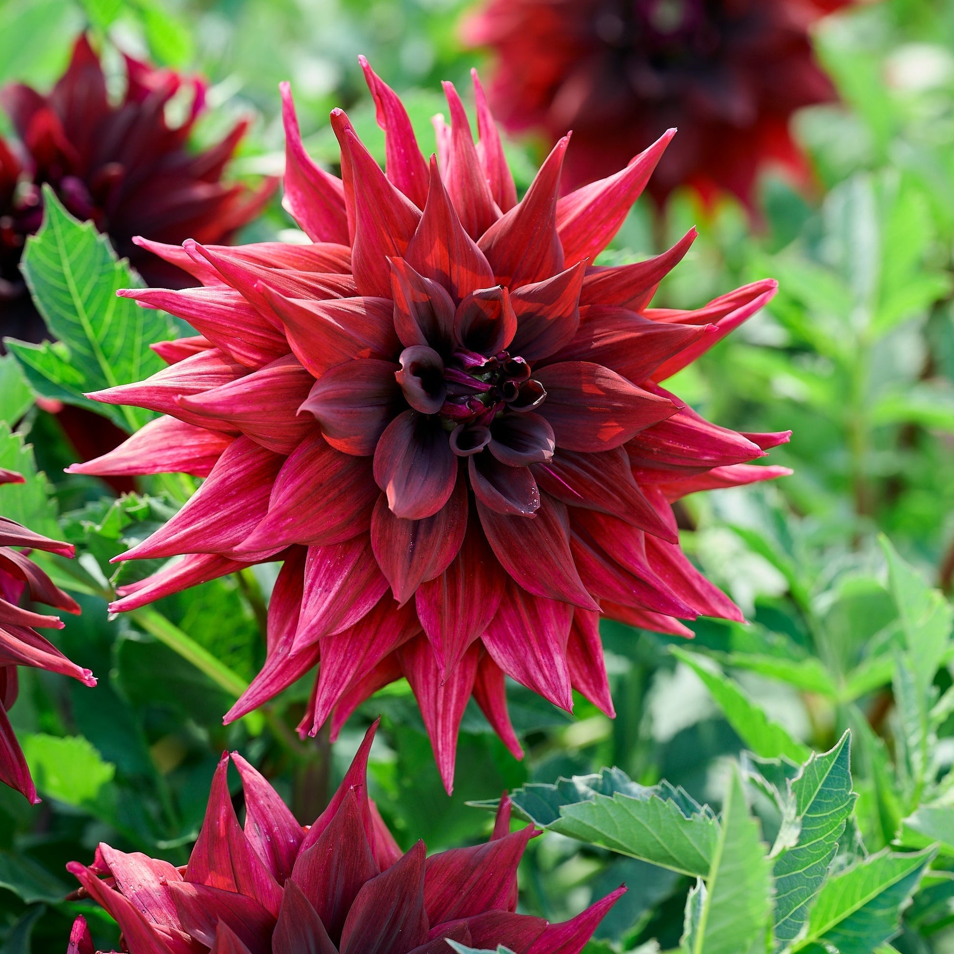 Mélange de dahlias 'Dark mix'