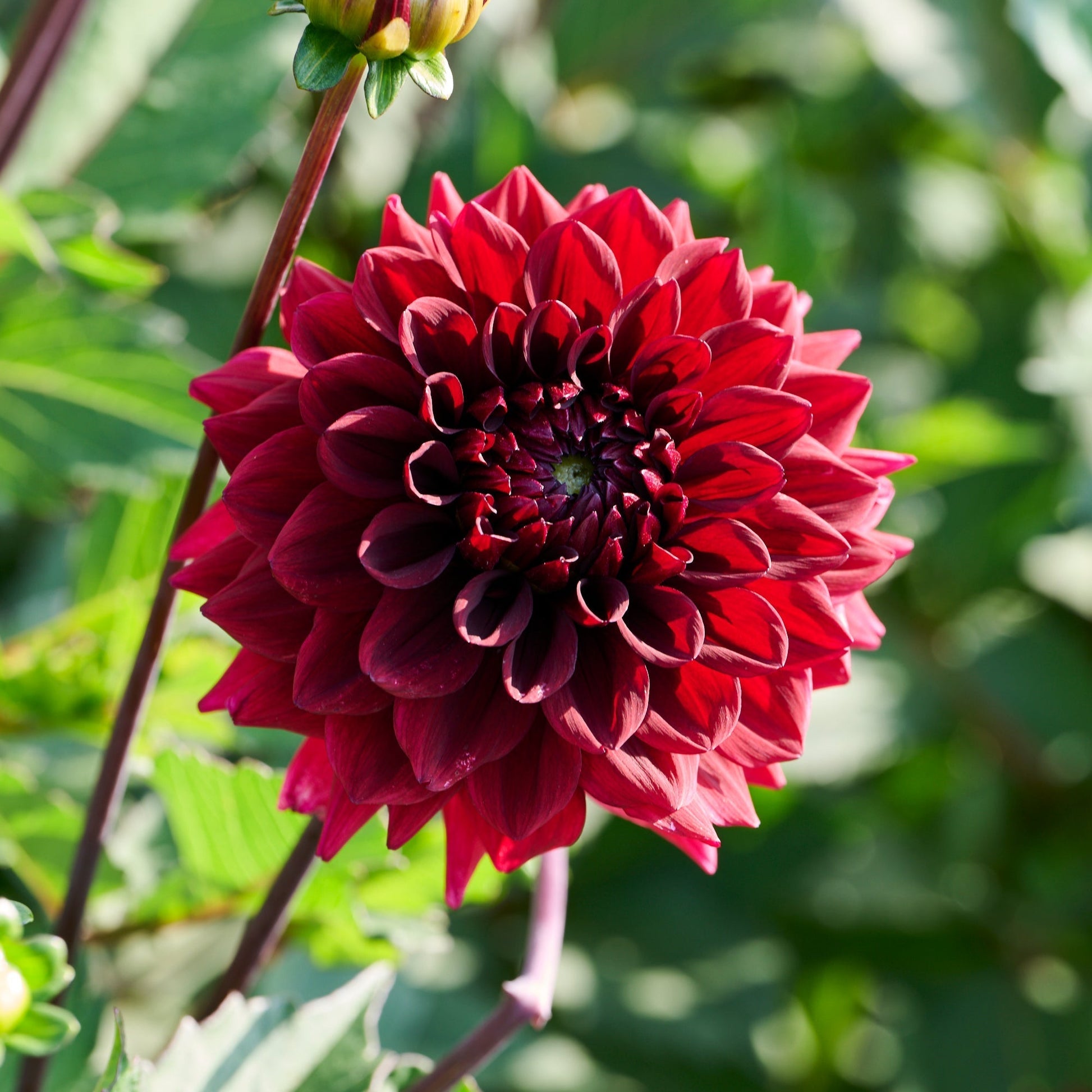 Mélange de dahlias 'Dark mix'