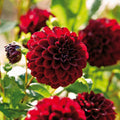 Mélange de dahlias 'Fire mix'