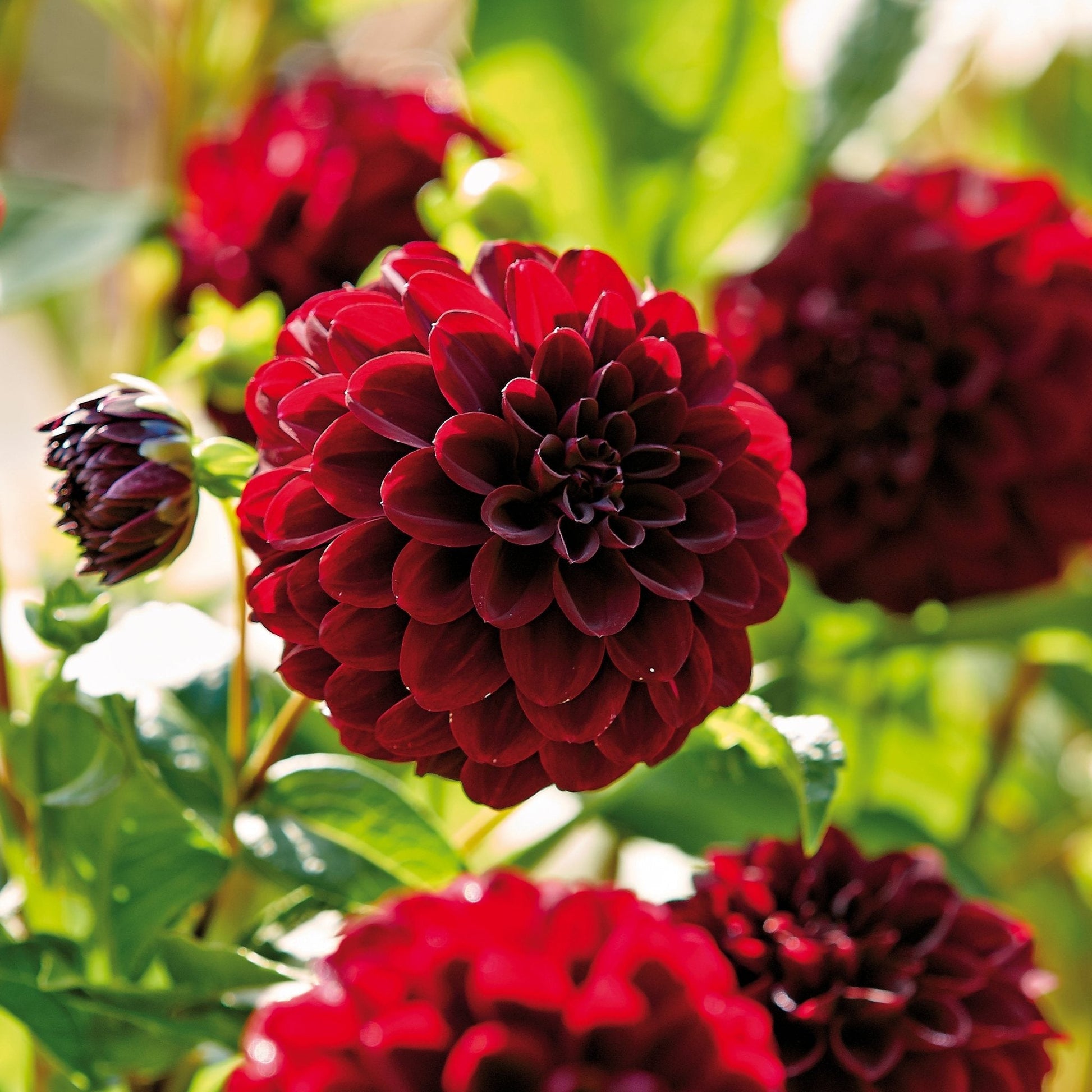 Mélange de dahlias 'Fire mix'