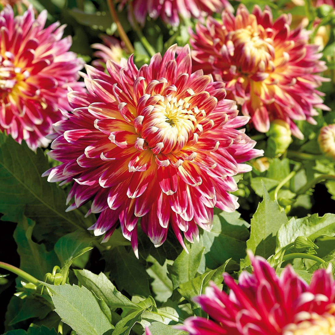 Mélange de dahlias 'Fire mix'
