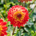 Mélange de dahlias 'Fire mix'