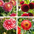 Mélange de dahlias 'Fire mix'