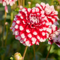 Mélange de dahlias 'Fire mix'