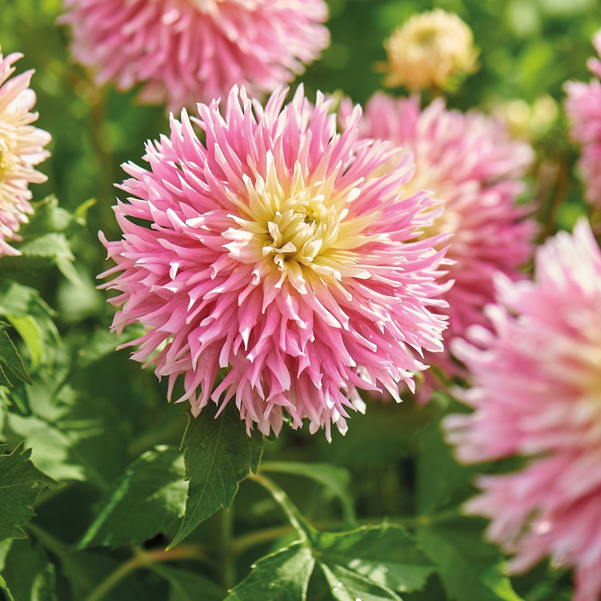 Mélange de dahlias 'Frimbiata mix'