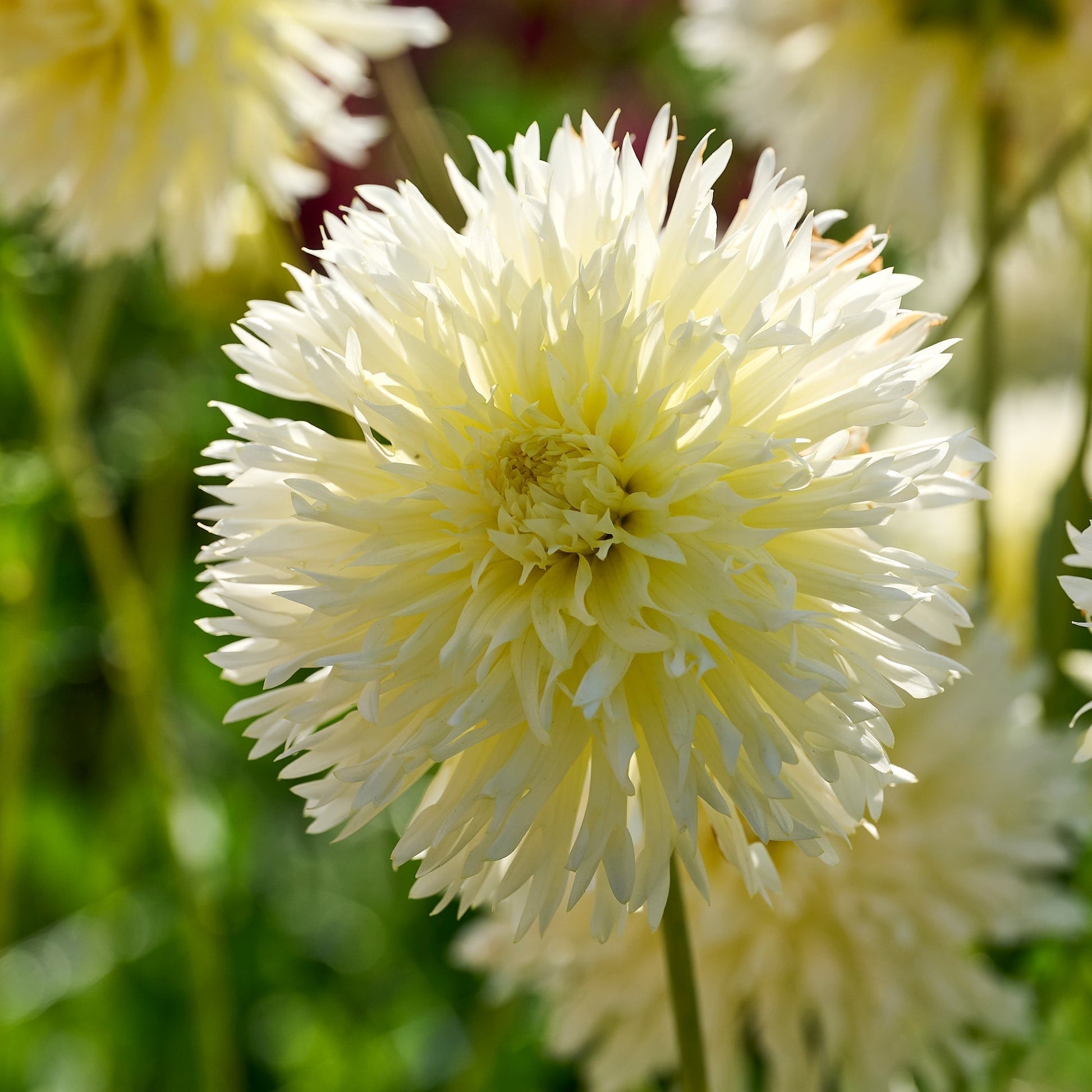 Mélange de dahlias 'Frimbiata mix'