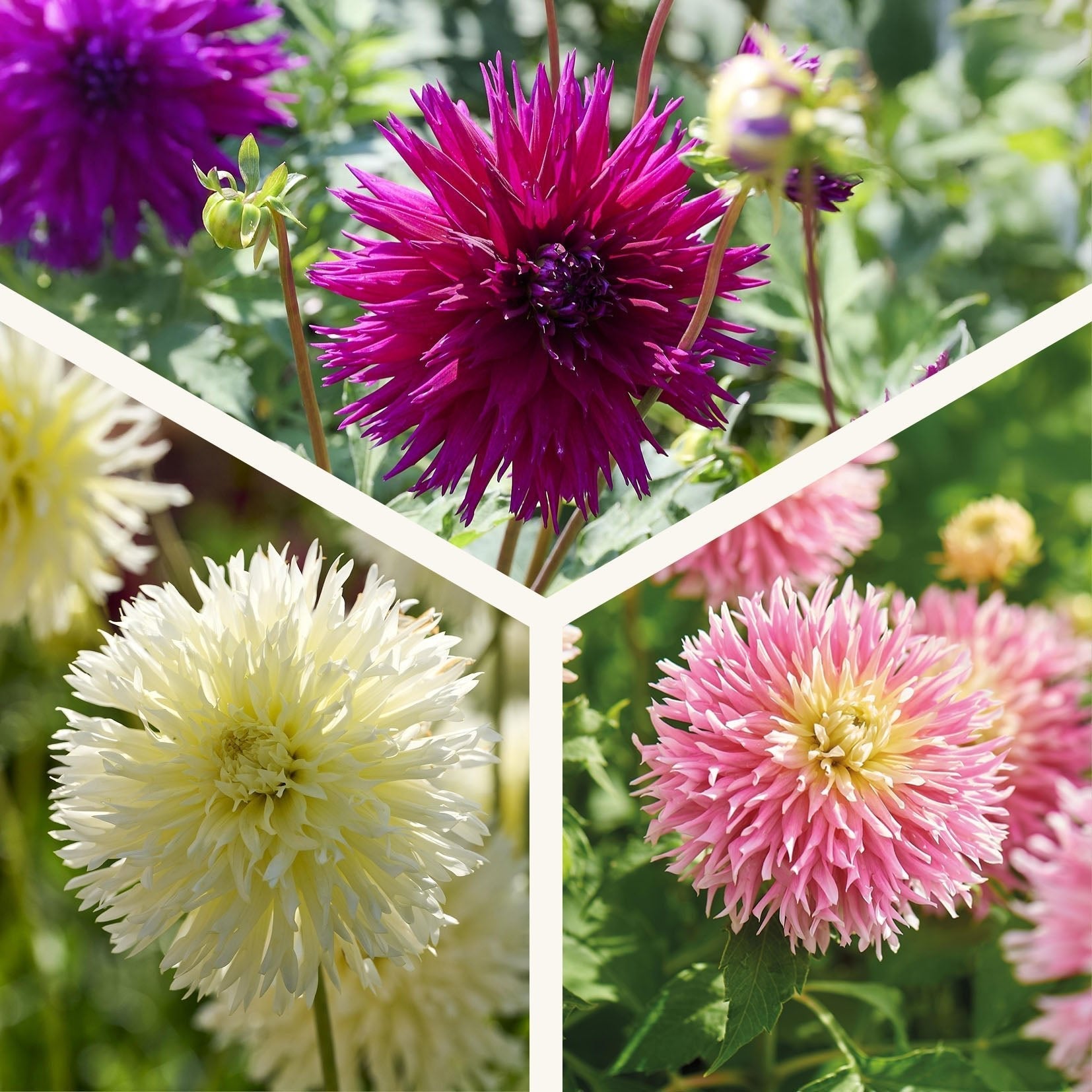 Mélange de dahlias 'Frimbiata mix'