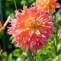 Mélange de dahlias 'Large flowering Mix'