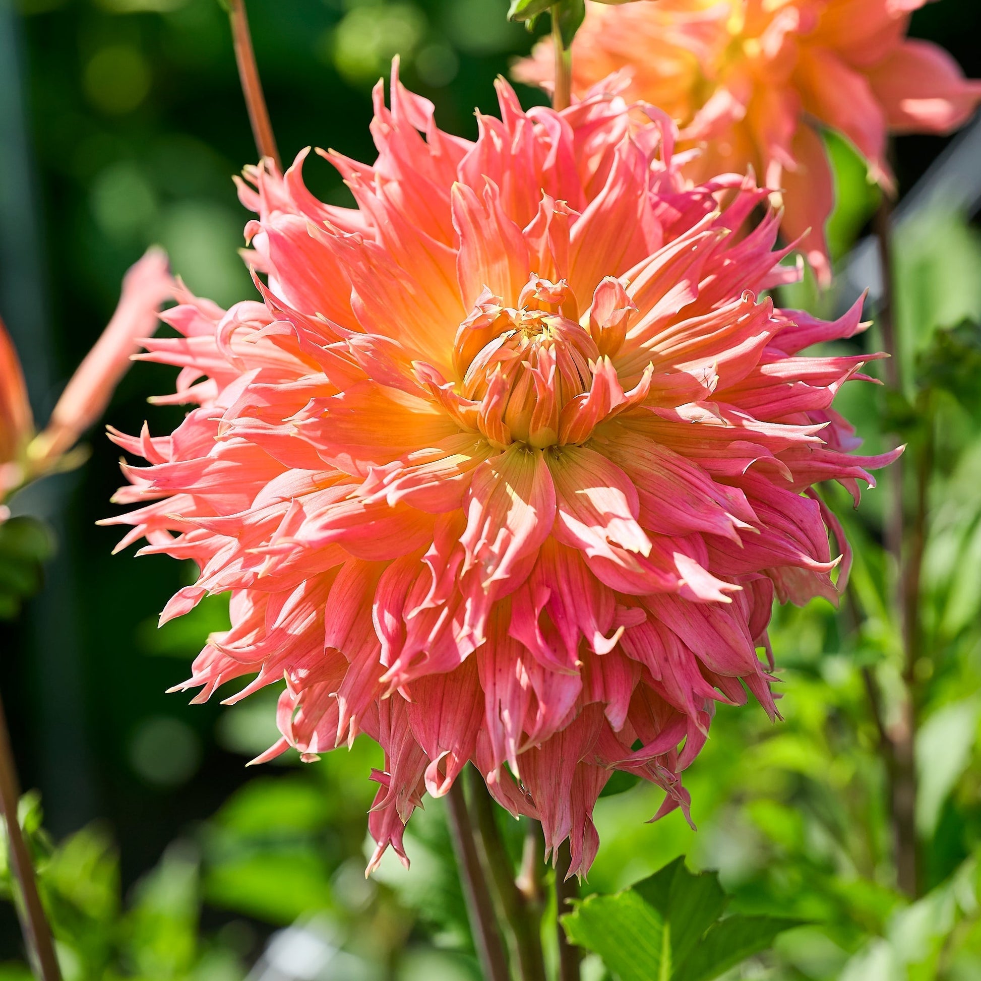 Mélange de dahlias 'Large flowering Mix'