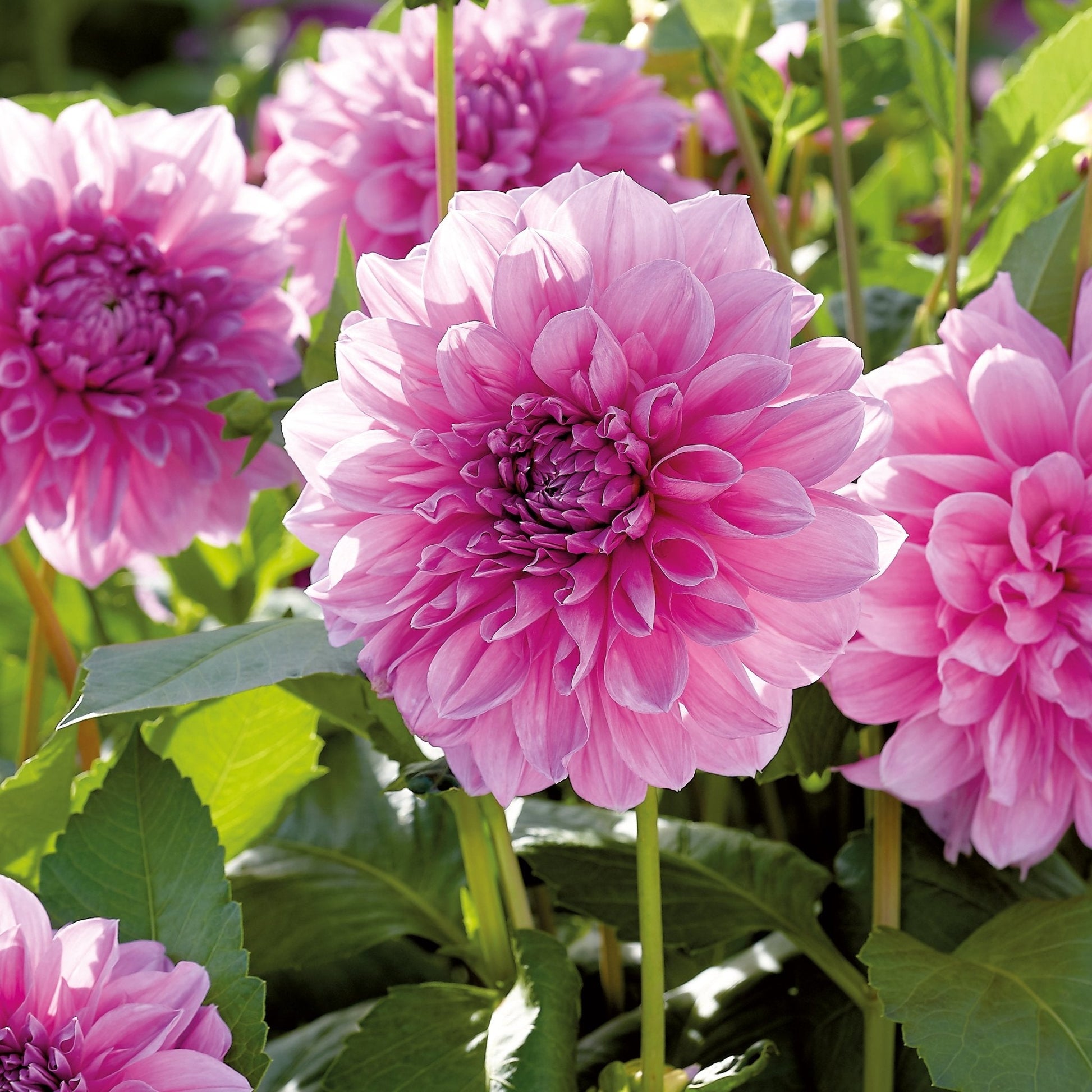 Mélange de dahlias 'Large flowering Mix'