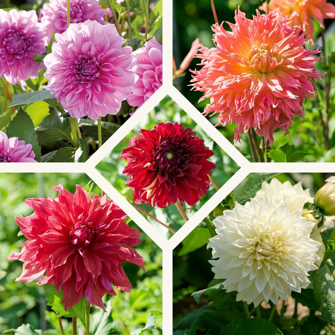 Mélange de dahlias 'Large flowering Mix'