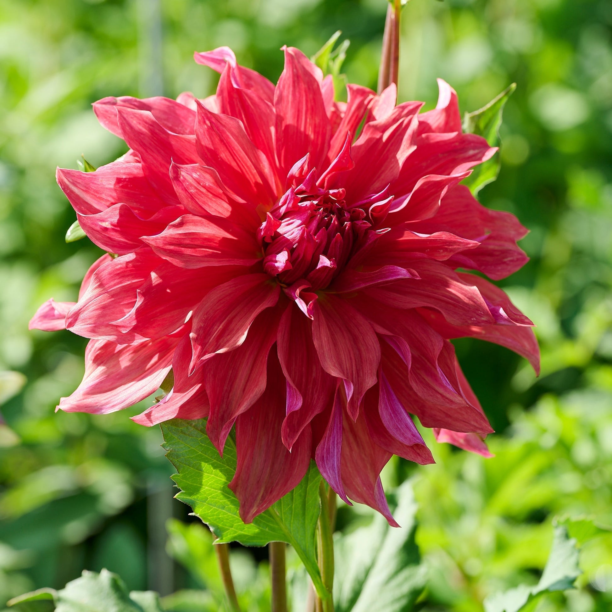 Mélange de dahlias 'Large flowering Mix'
