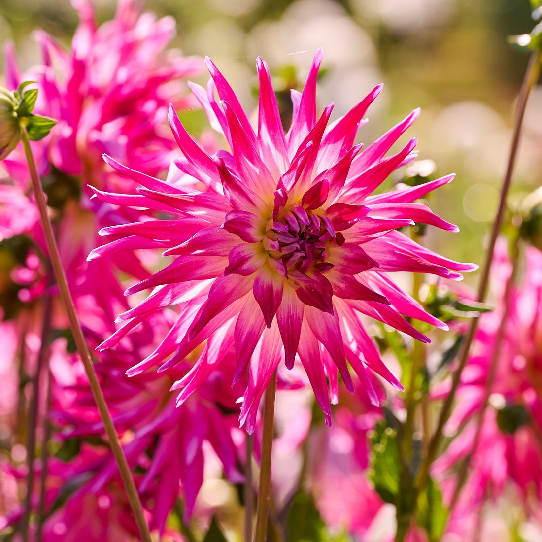 Mélange de dahlias 'Light purple mix'