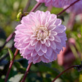 Mélange de dahlias 'Pastel deco Mix'