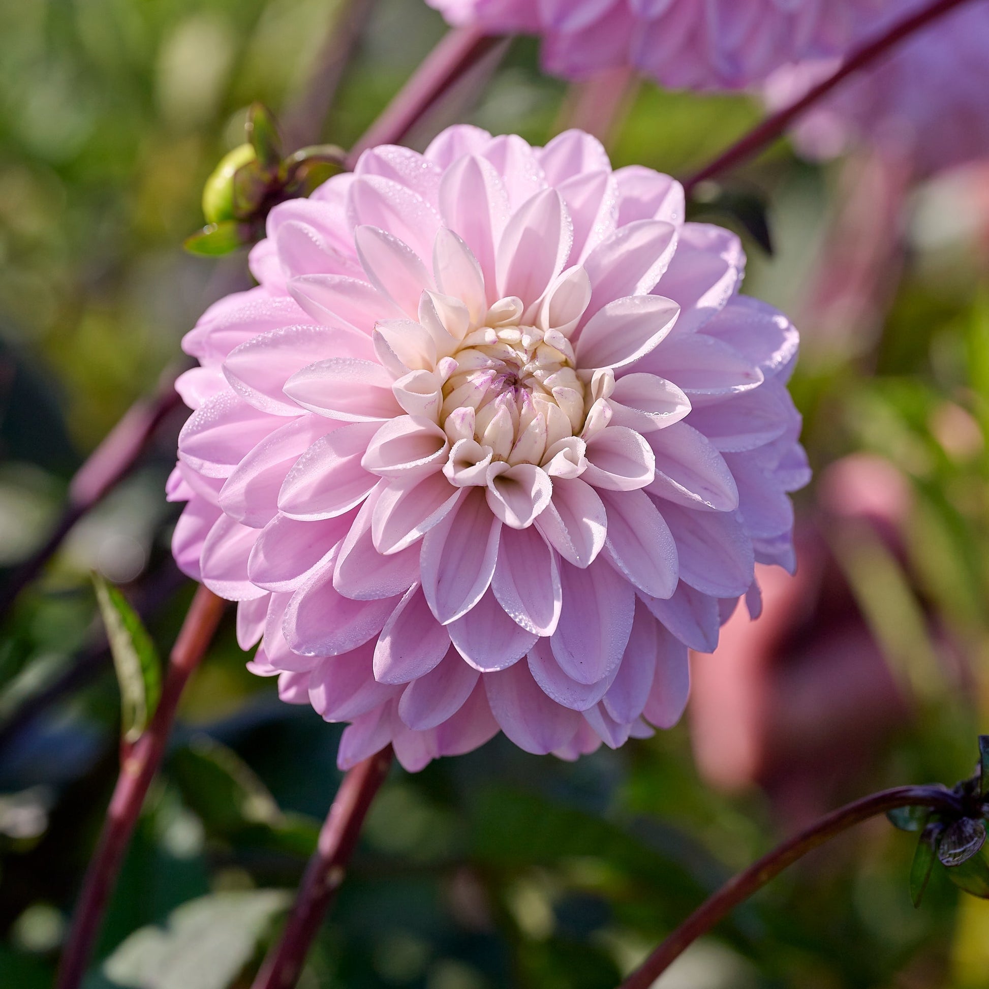 Mélange de dahlias 'Pastel deco Mix'