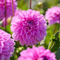 Mélange de dahlias 'Pastel deco Mix'