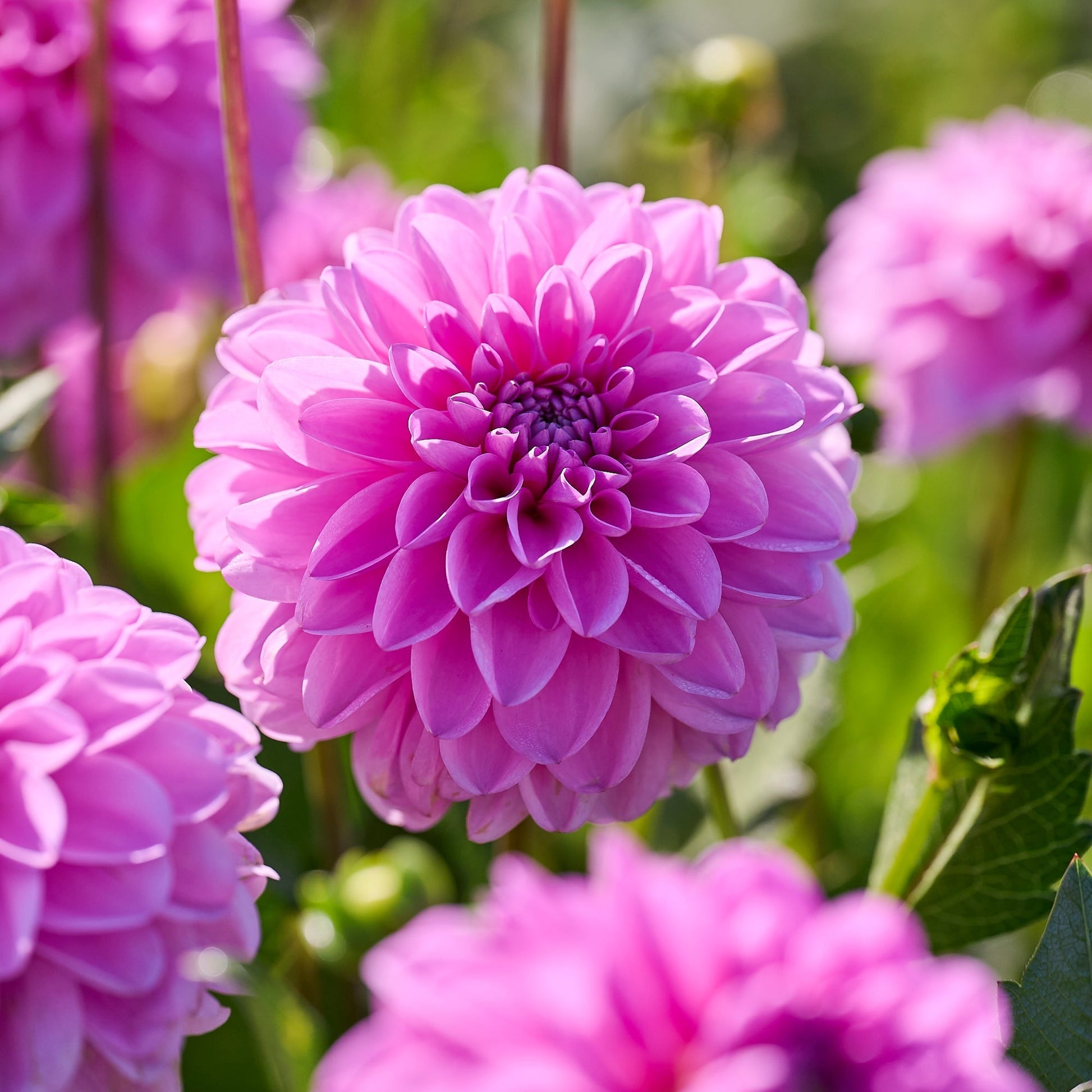 Mélange de dahlias 'Pastel deco Mix'