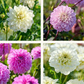 Mélange de dahlias 'Pastel deco Mix'