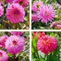 Mélange de dahlias 'Pink mix'