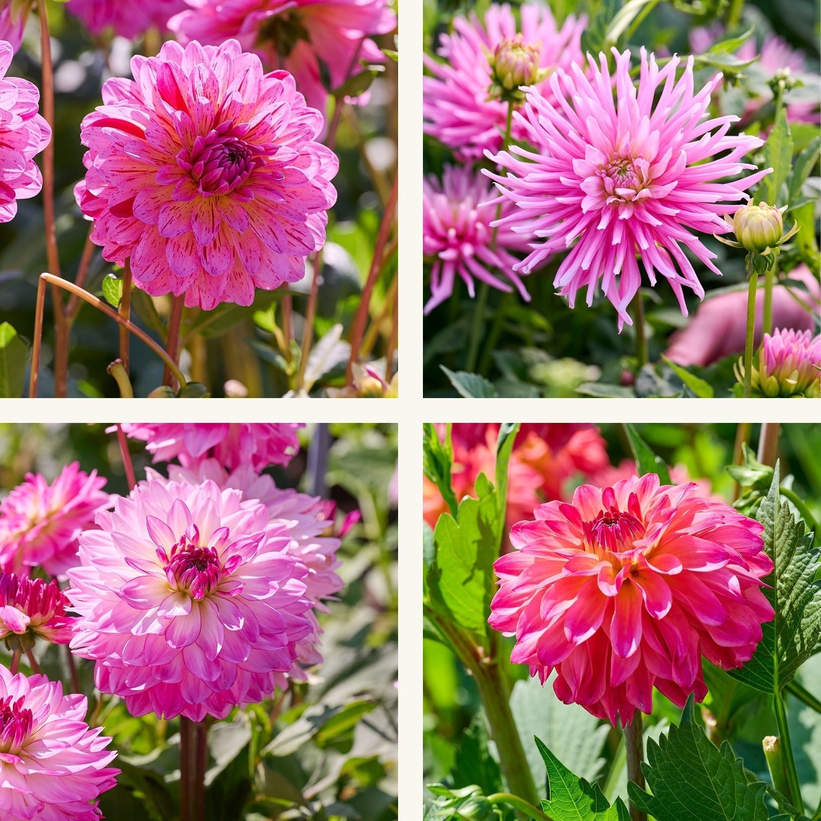 Mélange de dahlias 'Pink mix'