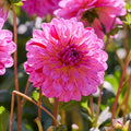 Mélange de dahlias 'Pink mix'