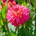 Mélange de dahlias 'Pink mix'