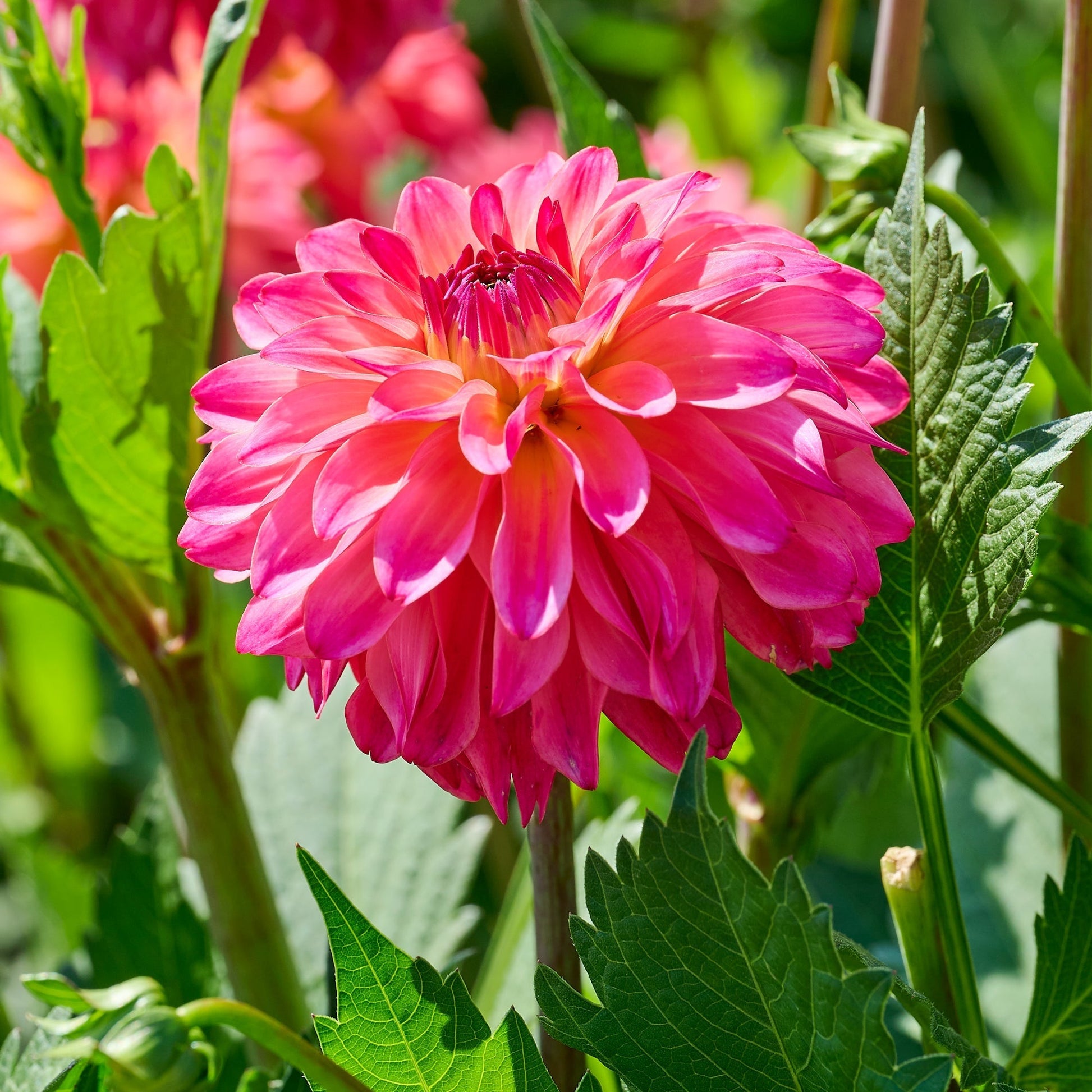 Mélange de dahlias 'Pink mix'