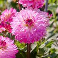 Mélange de dahlias 'Pink mix'