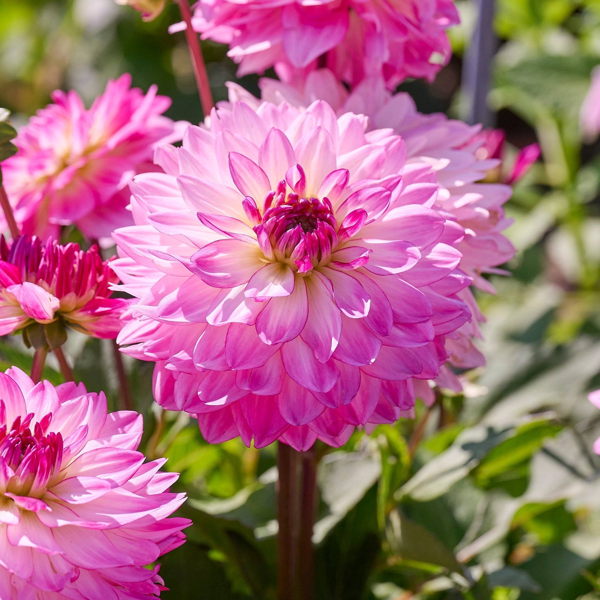 Mélange de dahlias 'Pink mix'