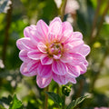 Mélange de dahlias 'Pink/Purple mix'