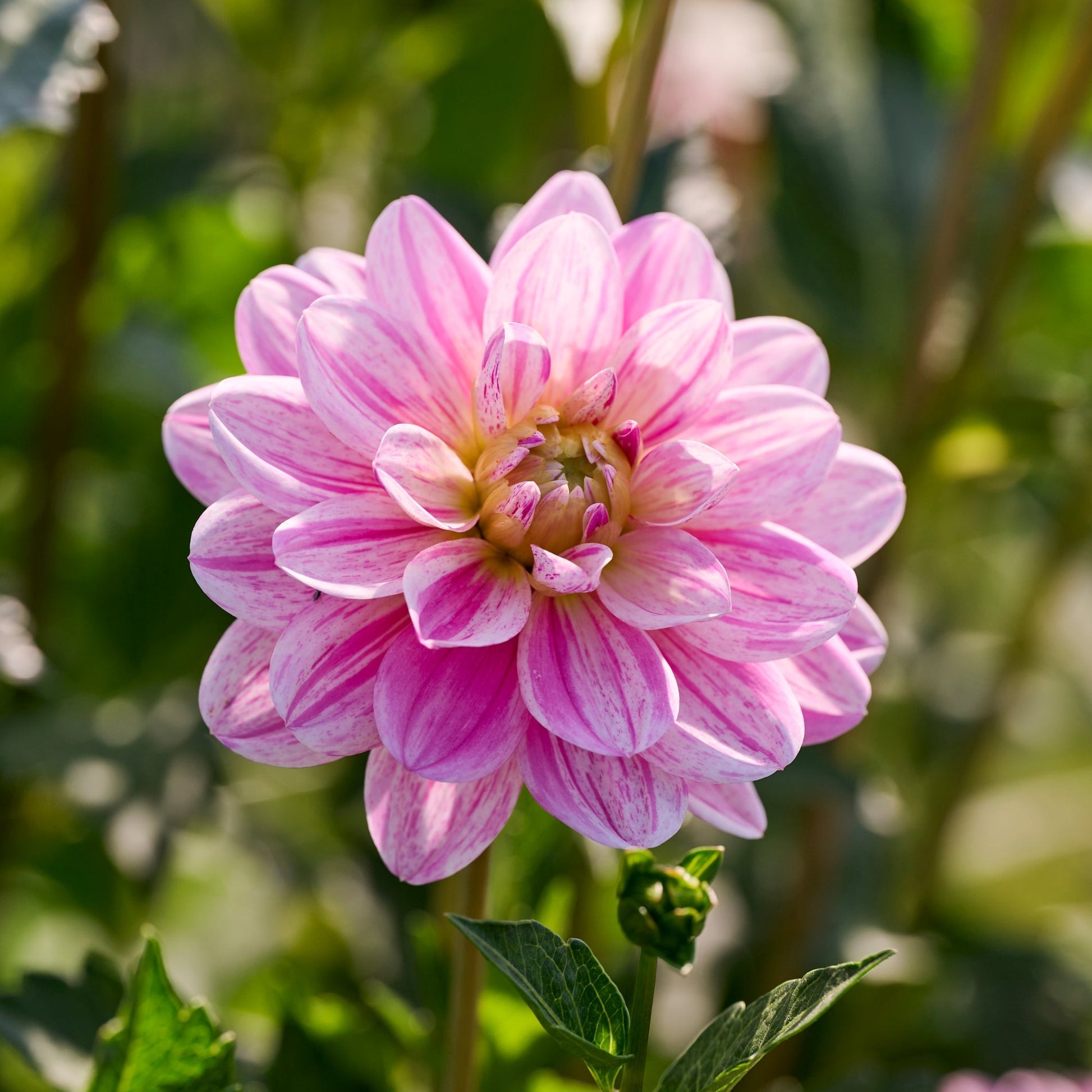Mélange de dahlias 'Pink/Purple mix'