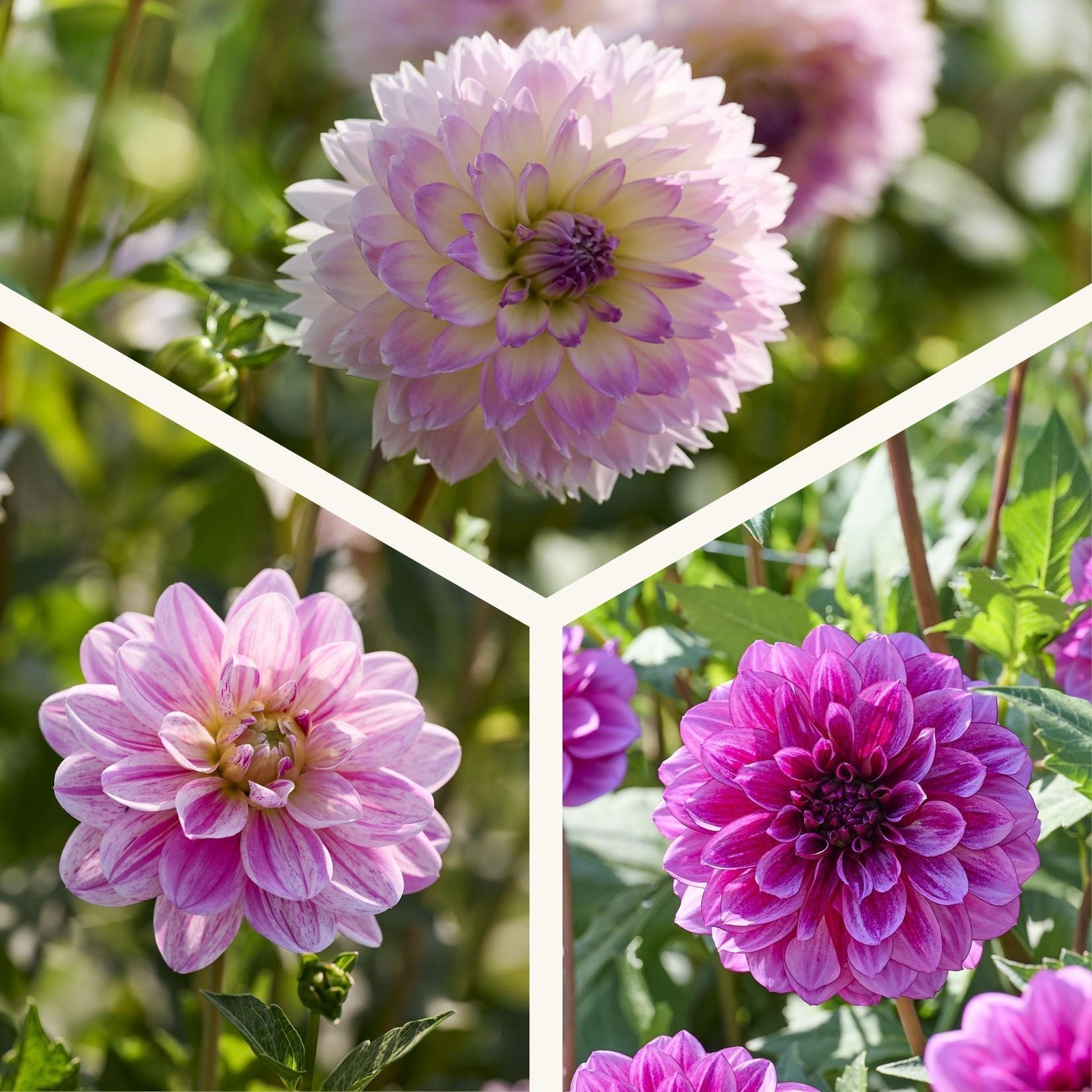 Mélange de dahlias 'Pink/Purple mix'