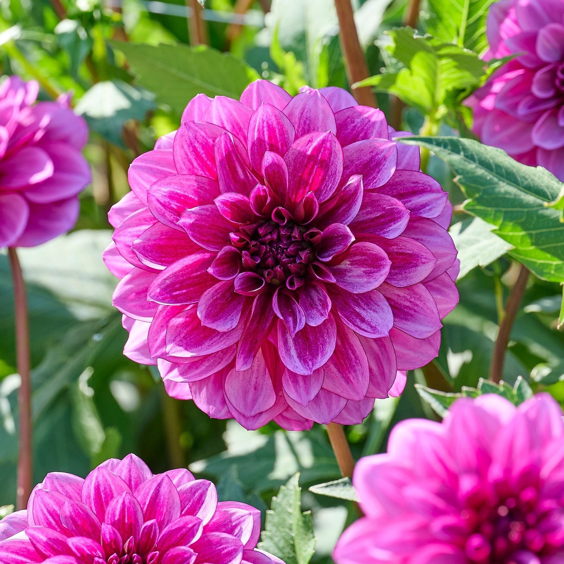 Mélange de dahlias 'Pink/Purple mix'