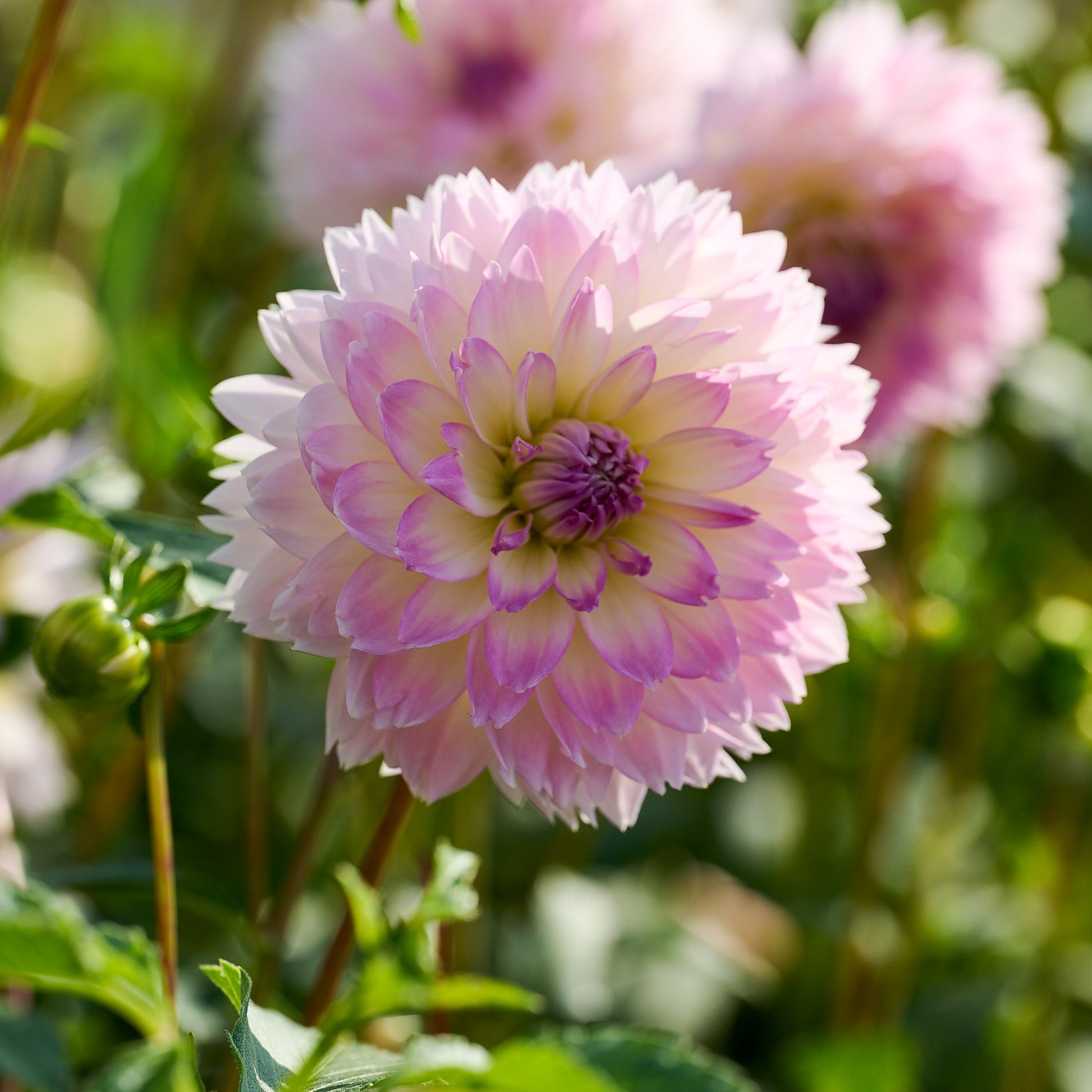 Mélange de dahlias 'Pink/Purple mix'