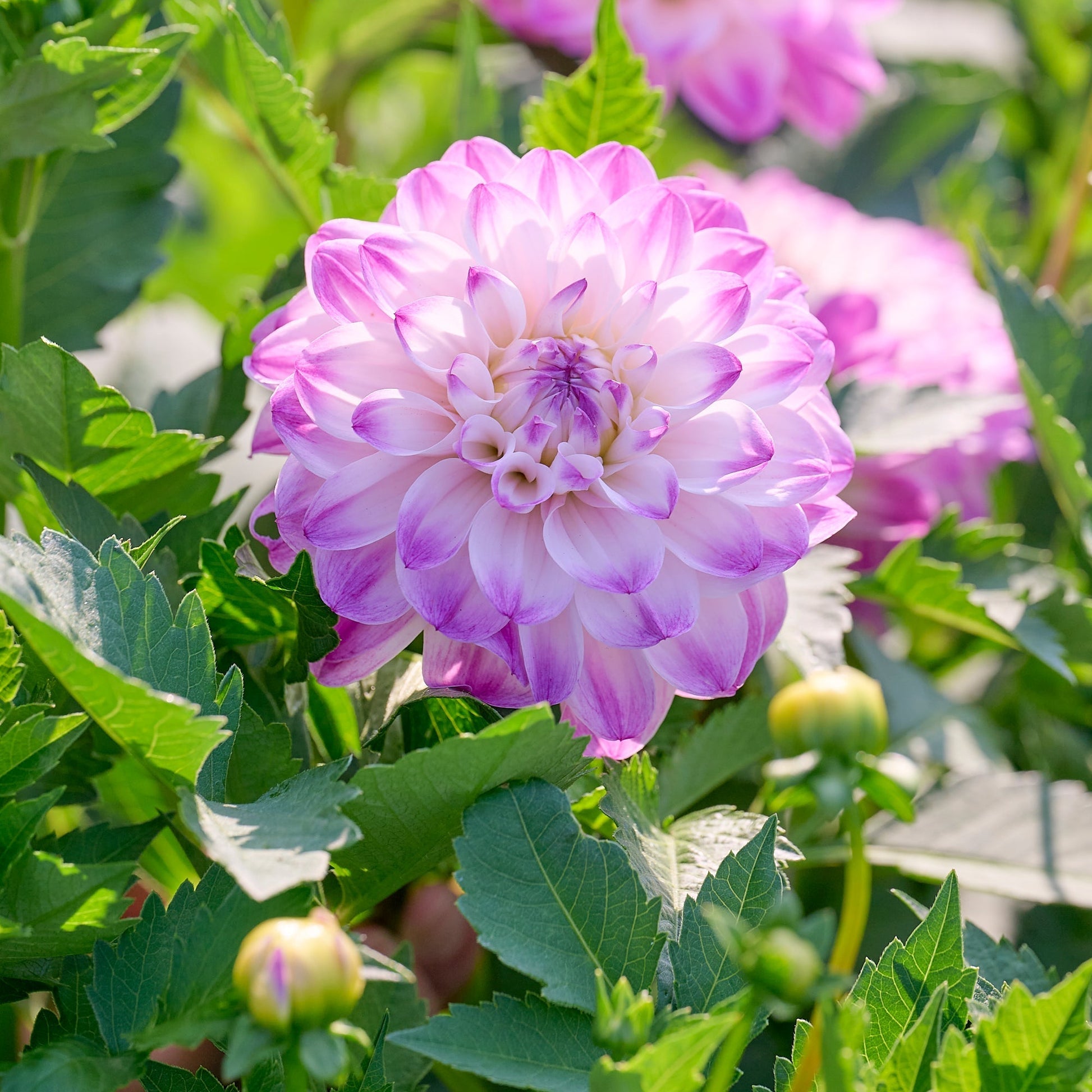 Mélange de dahlias 'Pink/White mix'