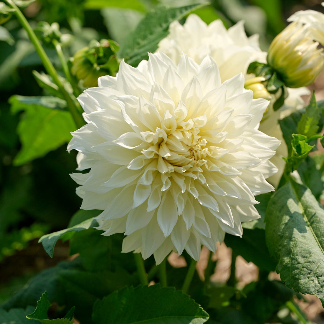 Mélange de dahlias 'Pink/White mix'