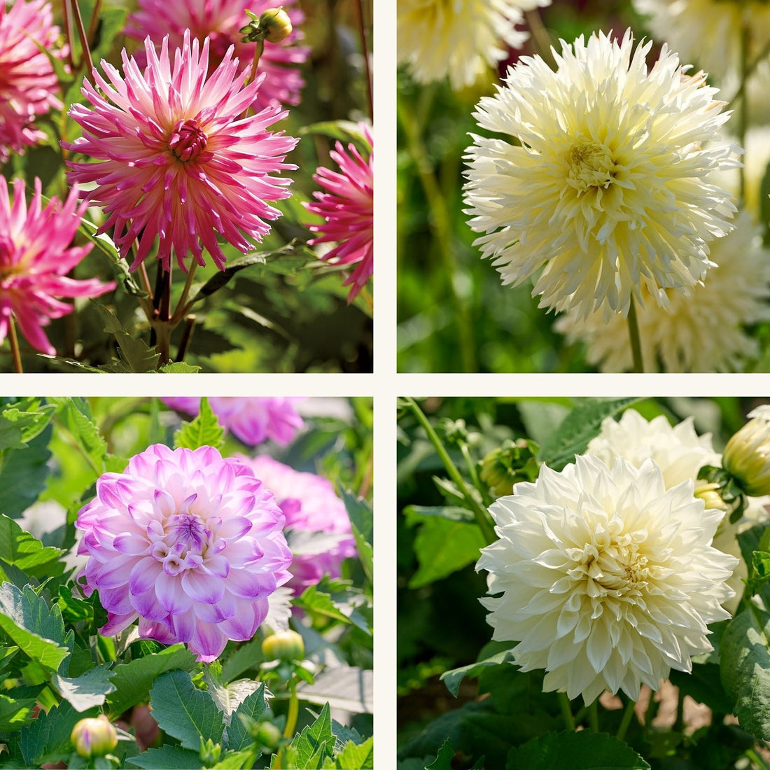 Mélange de dahlias 'Pink/White mix'