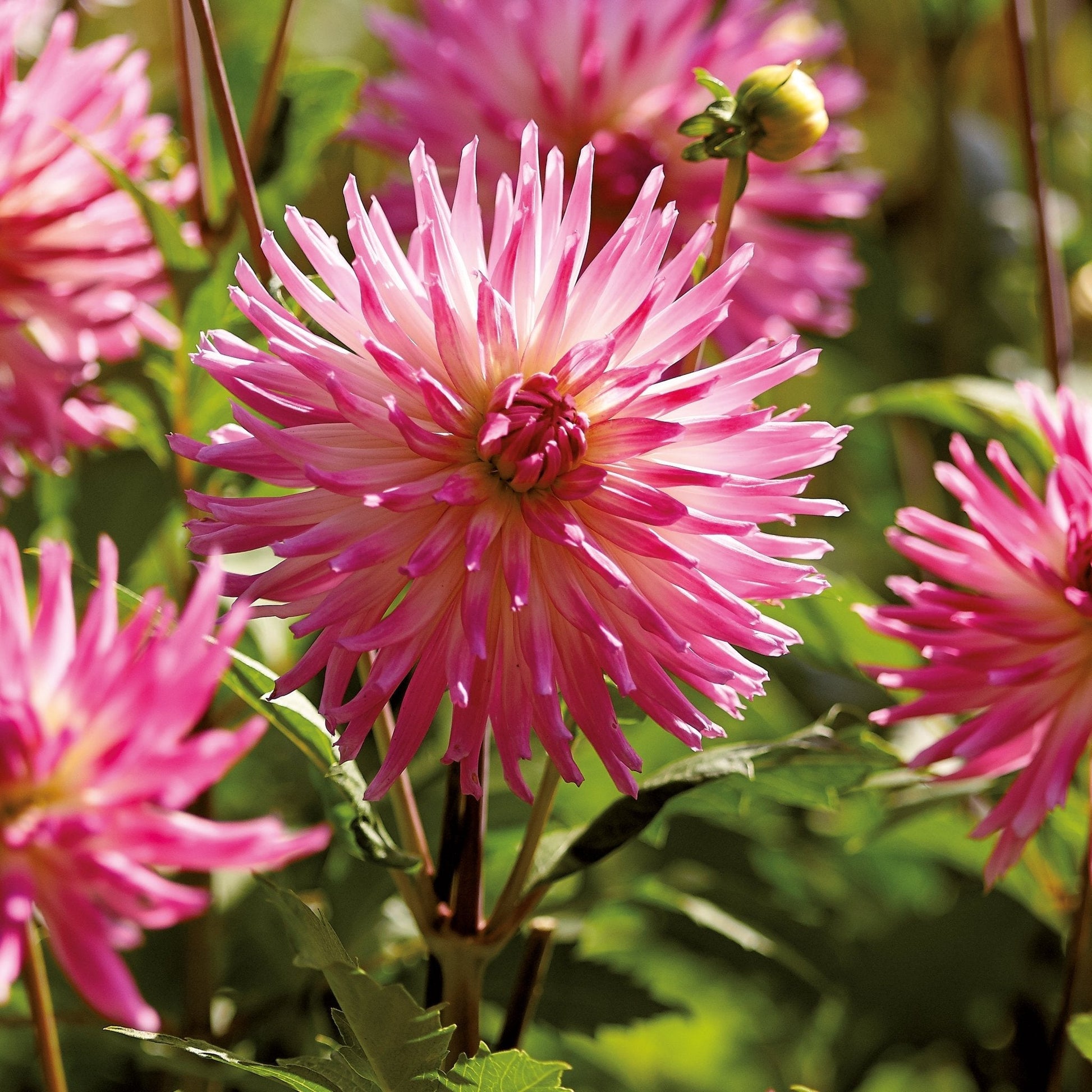 Mélange de dahlias 'Pink/White mix'