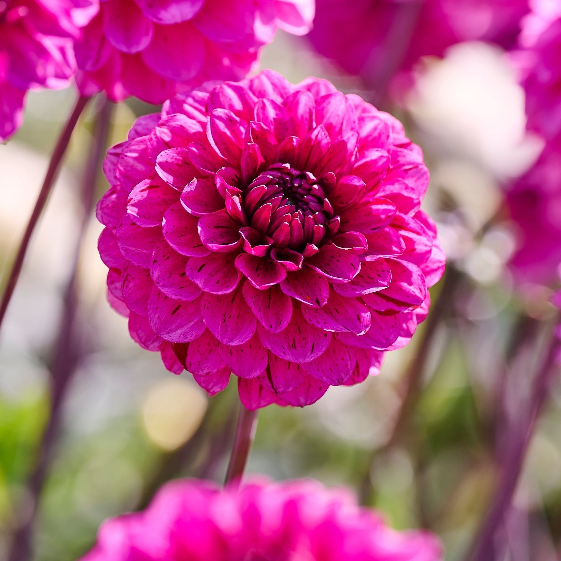 Mélange de dahlias 'Purple mix'