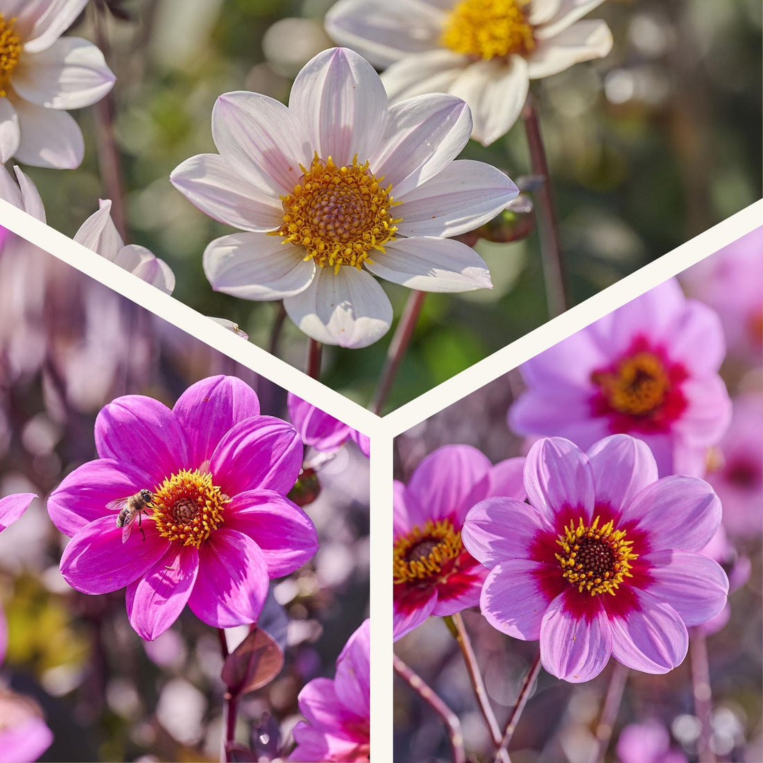 Mélange de dahlias 'Single Mélange de dahlias'