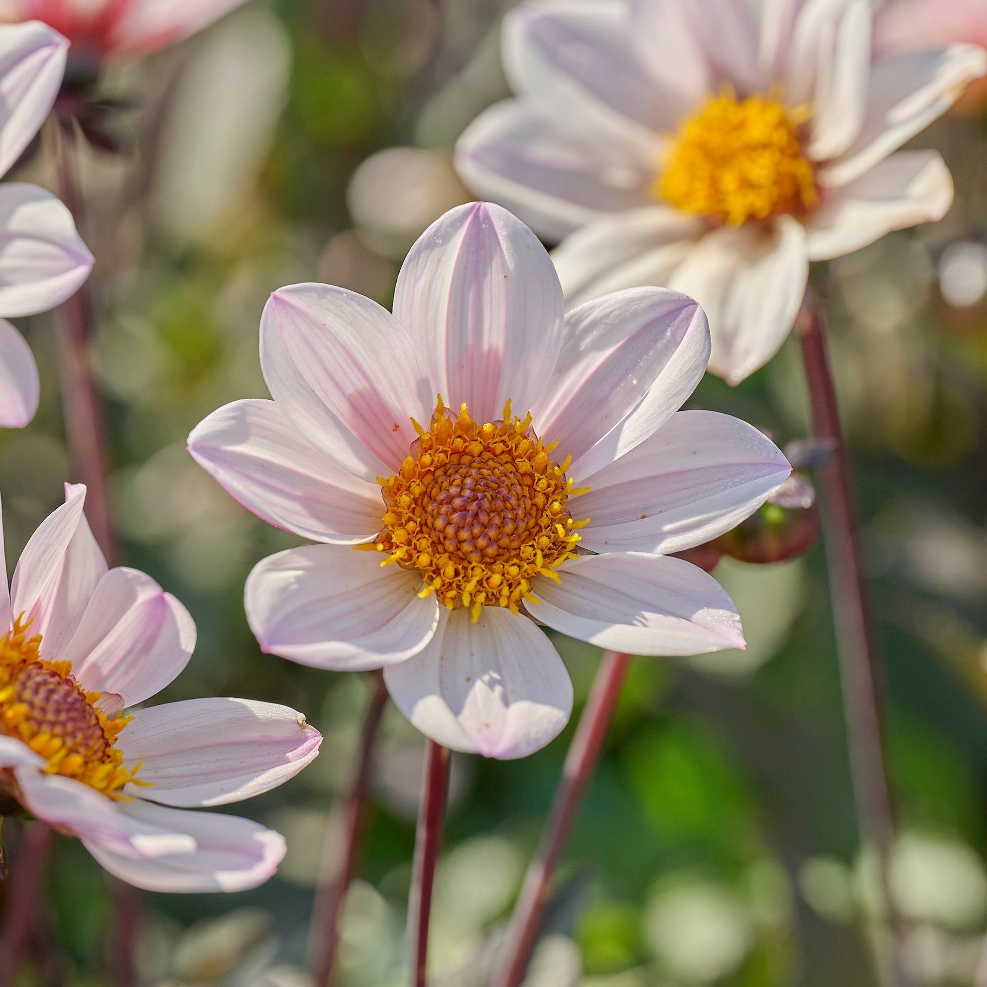 Mélange de dahlias 'Single Mélange de dahlias'