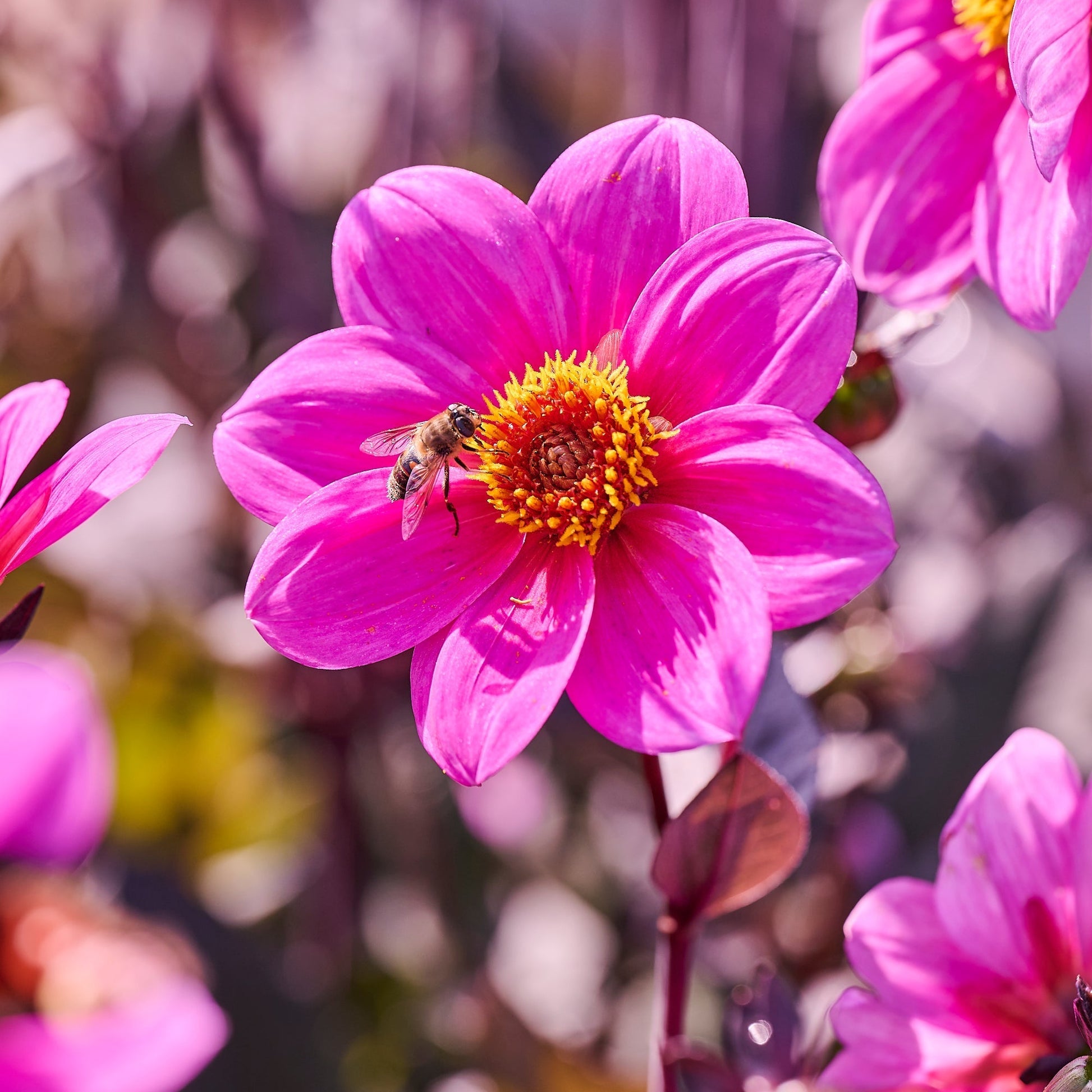 Mélange de dahlias 'Single Mélange de dahlias'