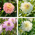 Mélange de dahlias 'Soft pastel Mix'