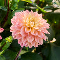 Mélange de dahlias 'Soft pastel Mix'